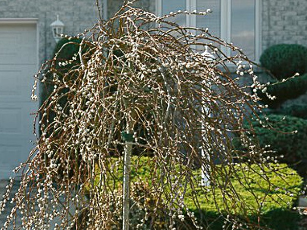 Blindė ,Curly Locks' (lot. Salix caprea) Blindė ,Curly Locks' (lot. Salix caprea)